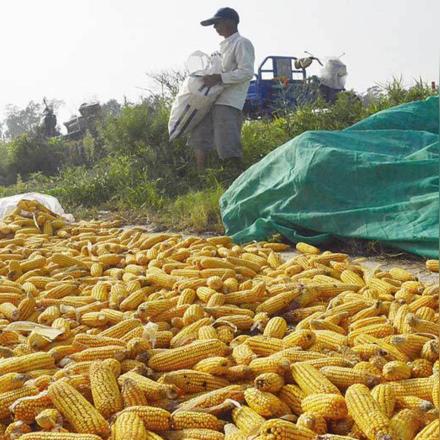 鲅鱼圈玉米价格走势分析