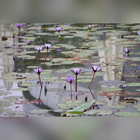 烂苹果乐园门票详解