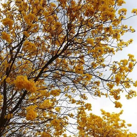 长沙黄花机场最新疫情防控政策解读