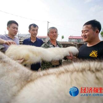 黑龙江狐狸皮价格最新走势分析