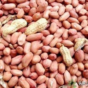 最新花生果市场走势分析