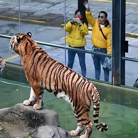 宁波老虎咬人事件最新进展