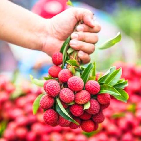 2025年玉林狗肉节现场最新消息