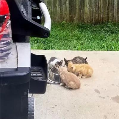 猫咪后院汉化版全面解析
