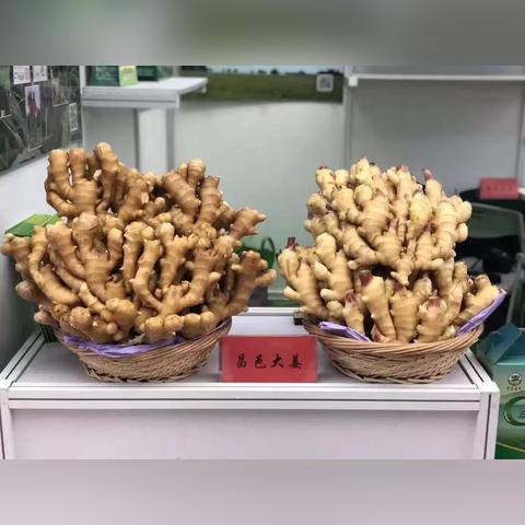 大姜价格最新走势分析预测