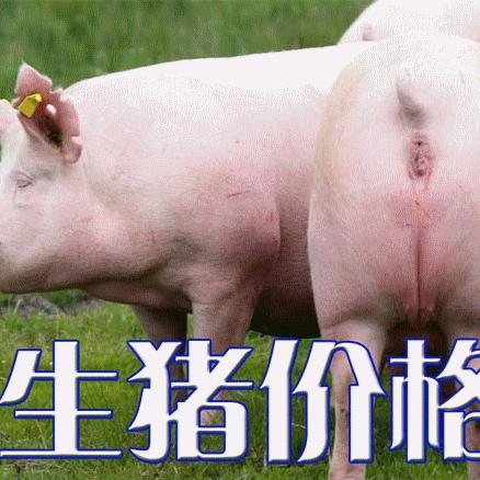 全国大猪最新价格走势分析