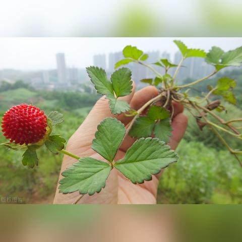 蝇蛆养殖视频解析，全方位指南助你成功养殖蝇蛆