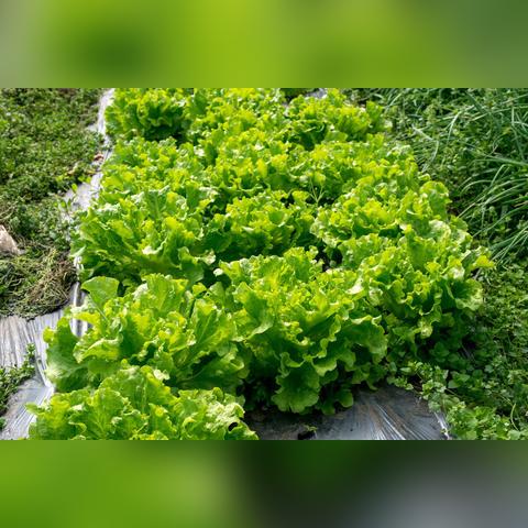 结球生菜最新价格走势分析
