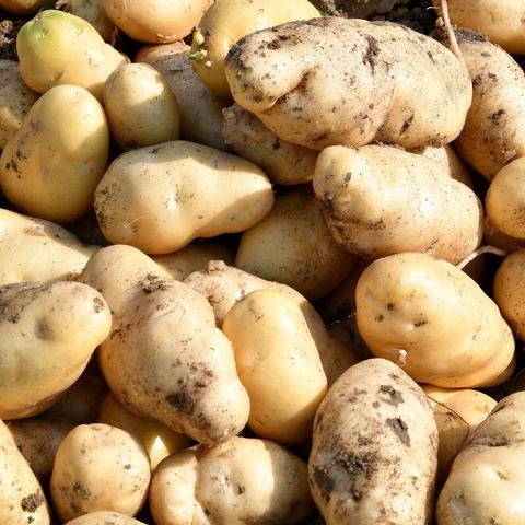山东土豆最新价格行情分析