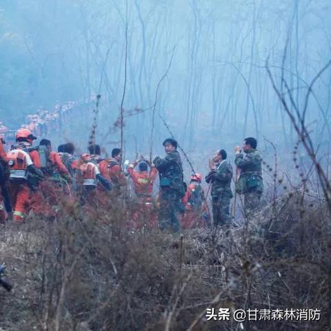 甘肃林场改革动态更新