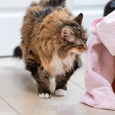 猫咪APP最新版深度探索与应用指南