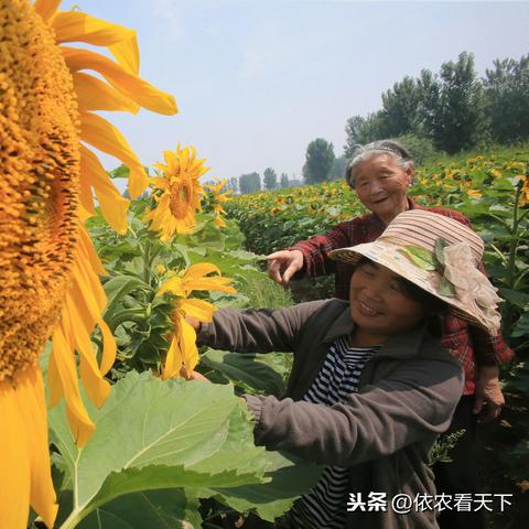 辽宁依生生物制药最新动态消息速递