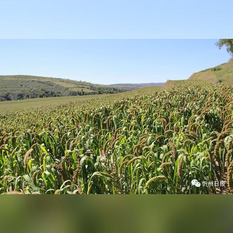 忻州新闻网最新消息，经济发展与社会进步综述