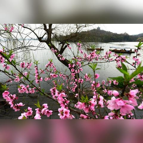 苏堤杭城二期最新进展消息