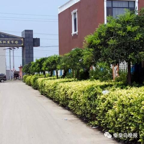 大白菜产地最新价格行情分析