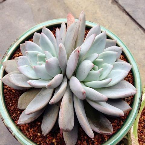 多肉植物图鉴，最新品种大全