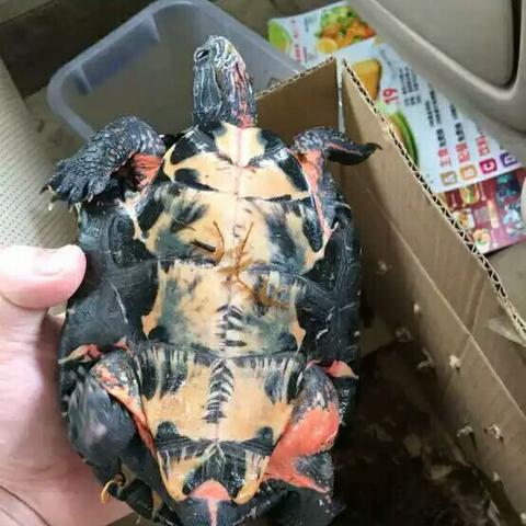 黑颈乌龟价格行情最新分析